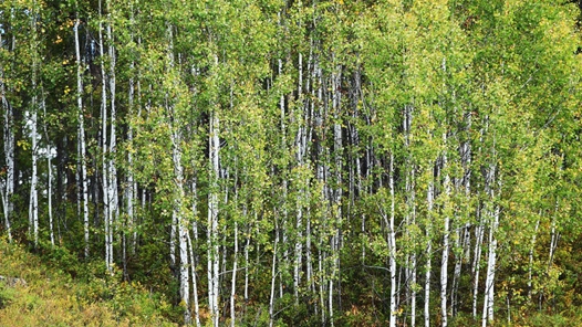 38年堅(jiān)守森林防火一線